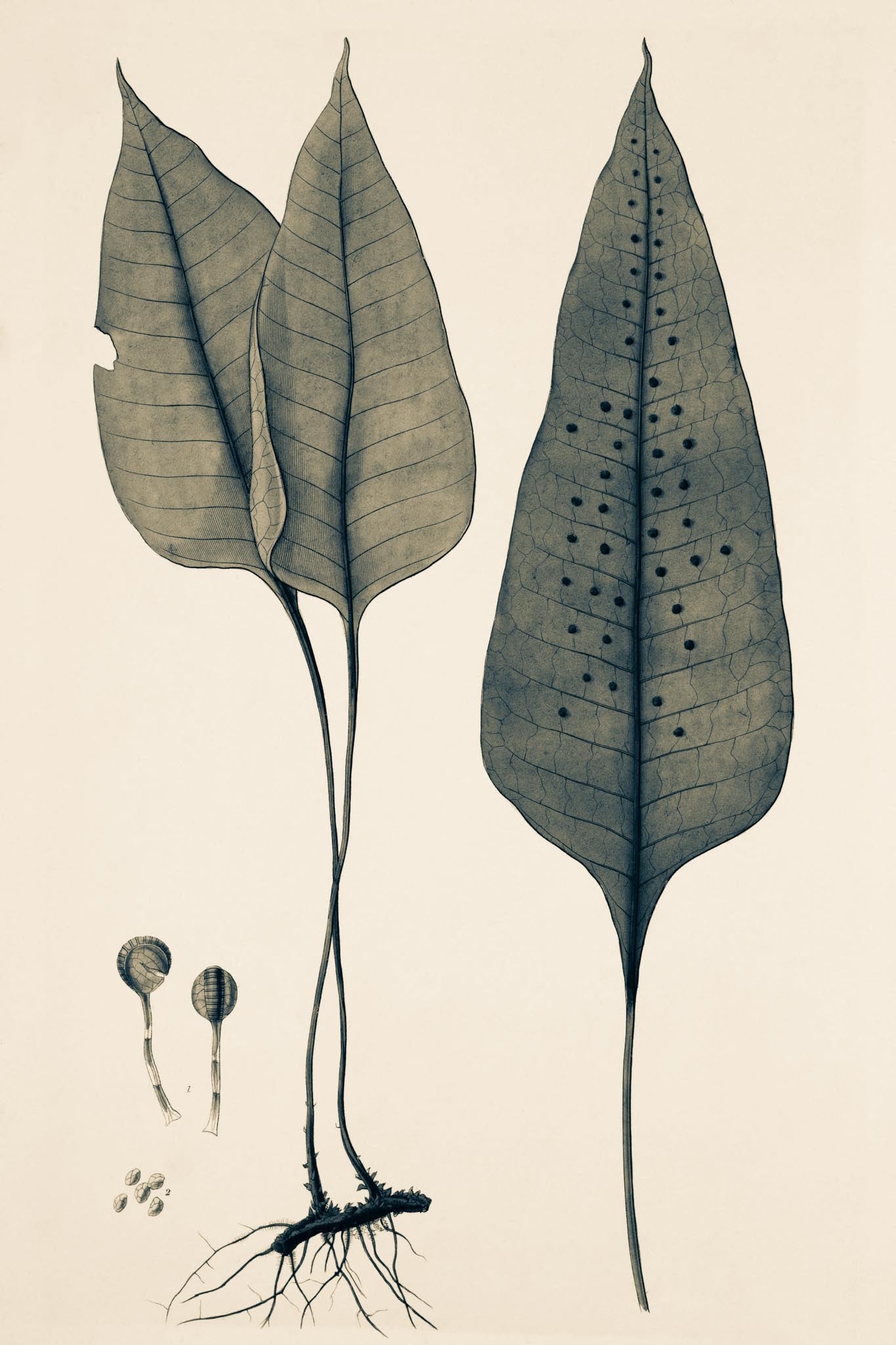 Polypodium Ovatum