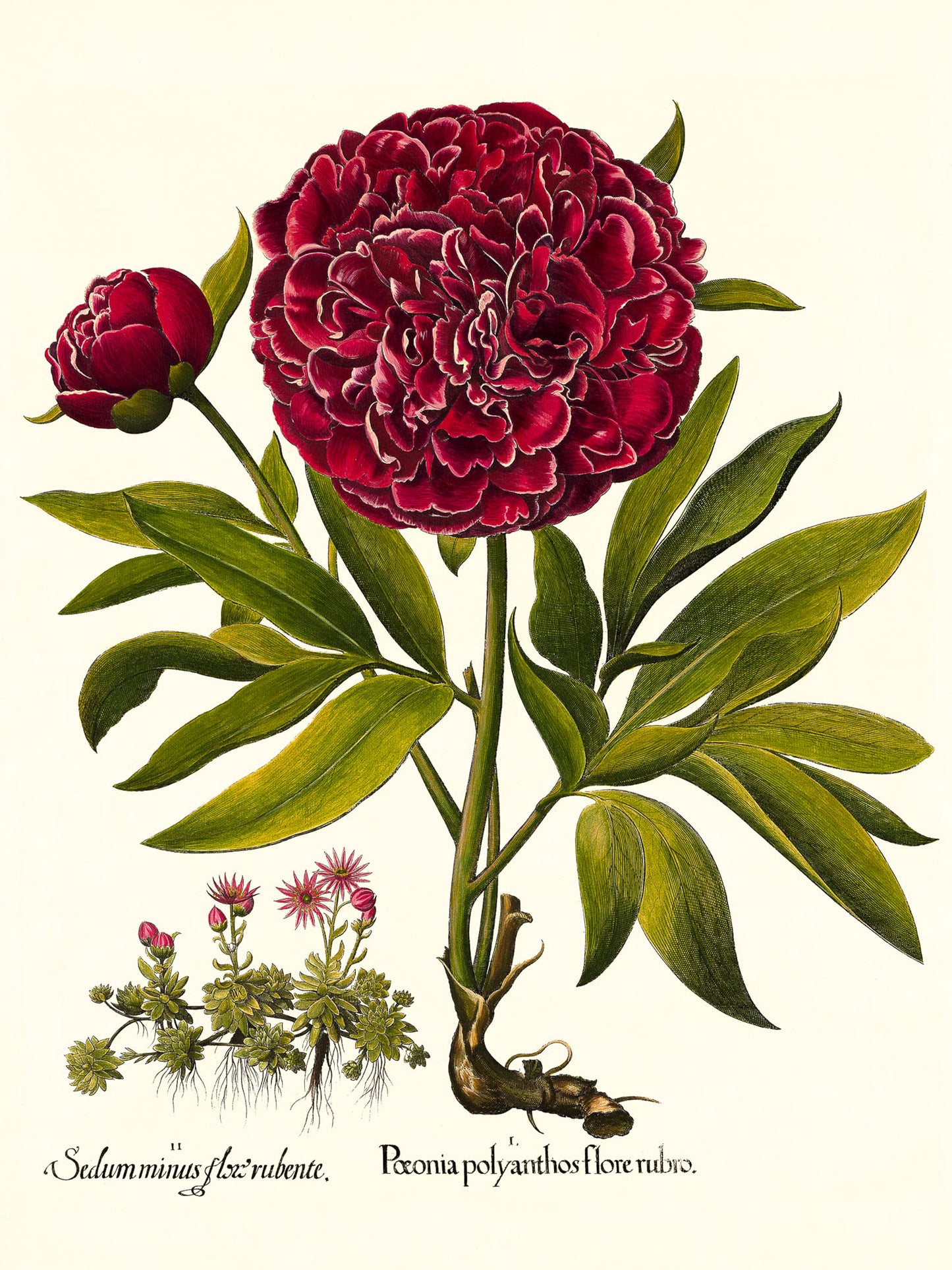 Red double-flowered peony, Mountain sempervivum