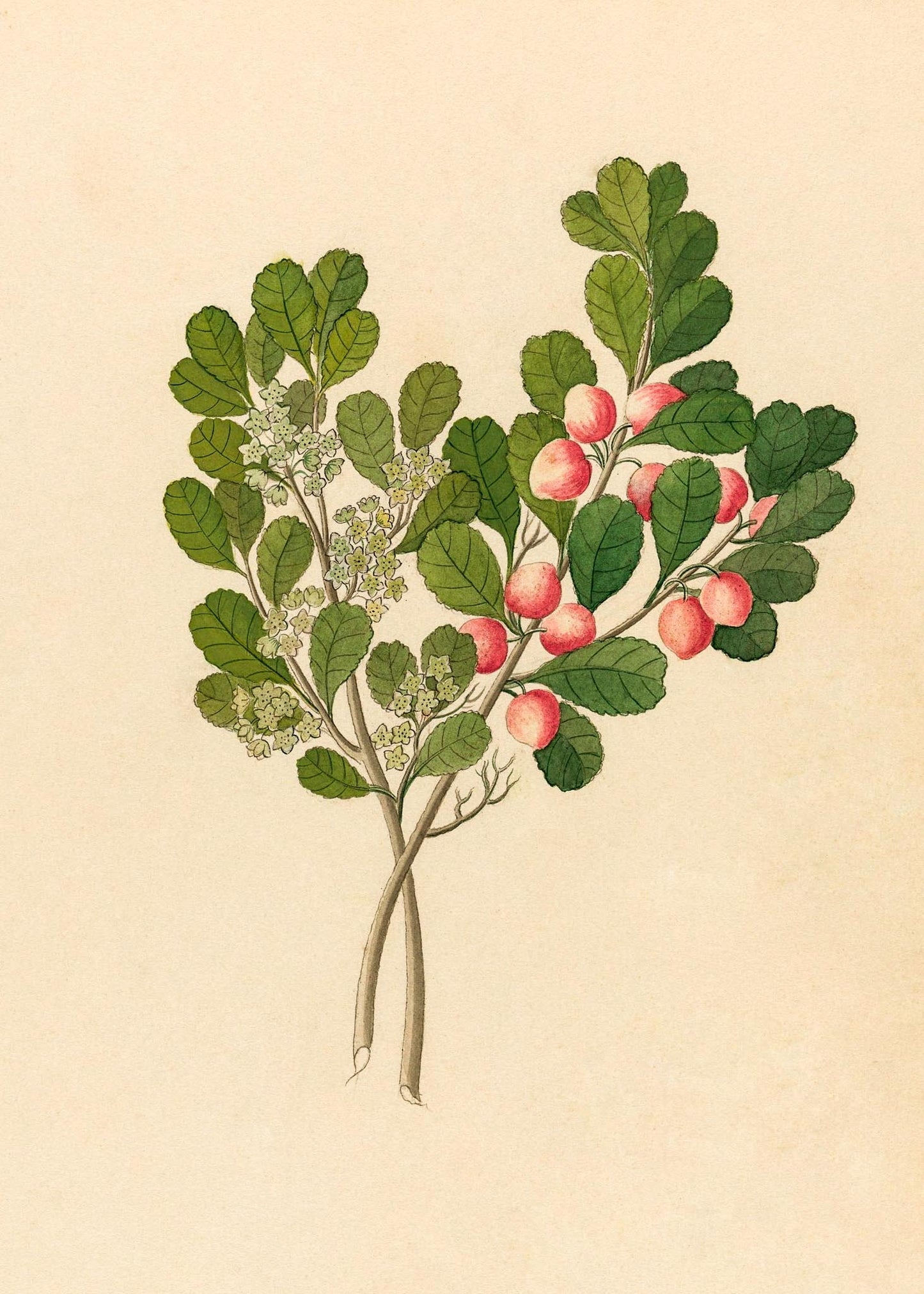 Rhamnus (Cassine Aethiopica)