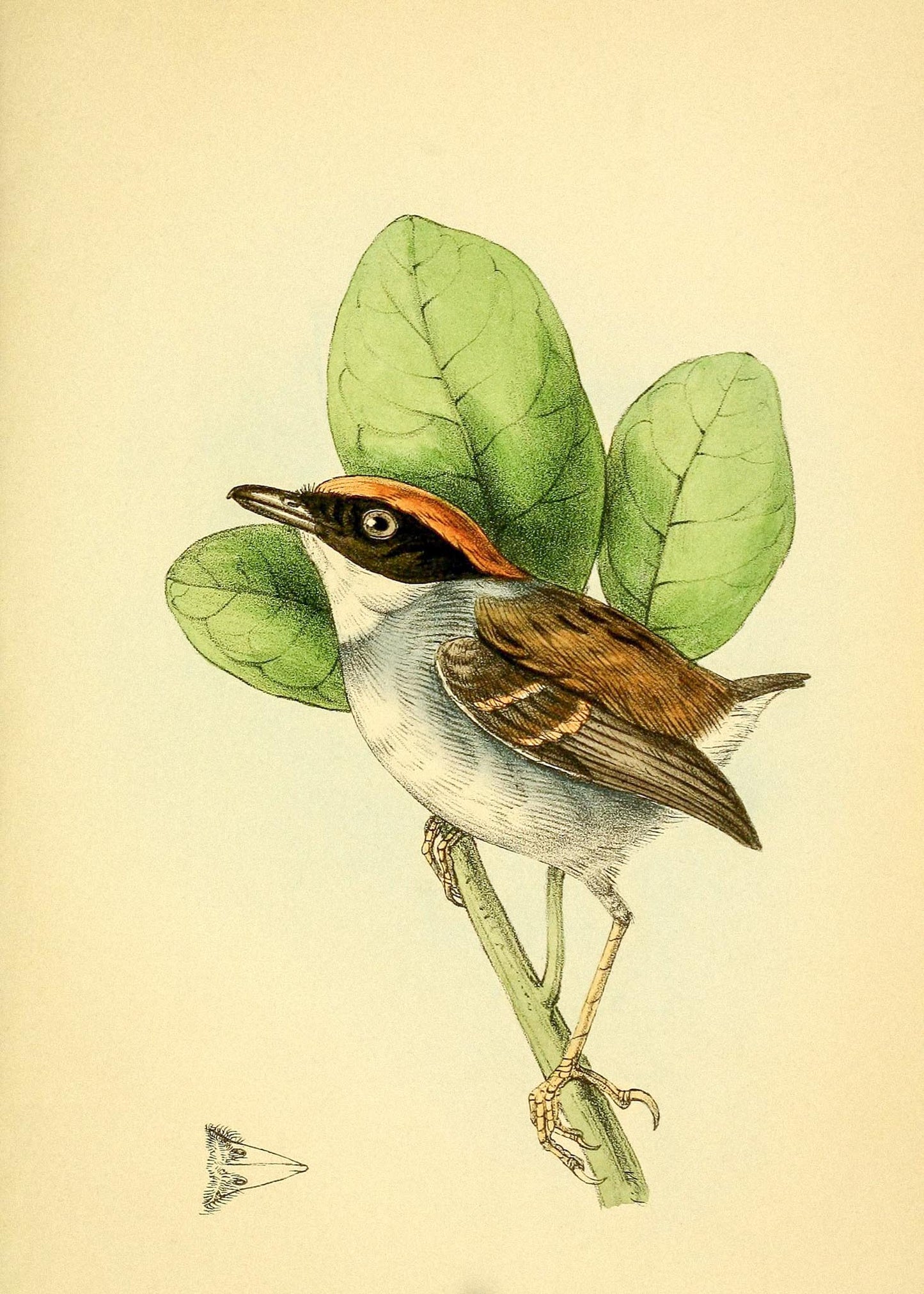 Rufous Crowned Flatbill Male