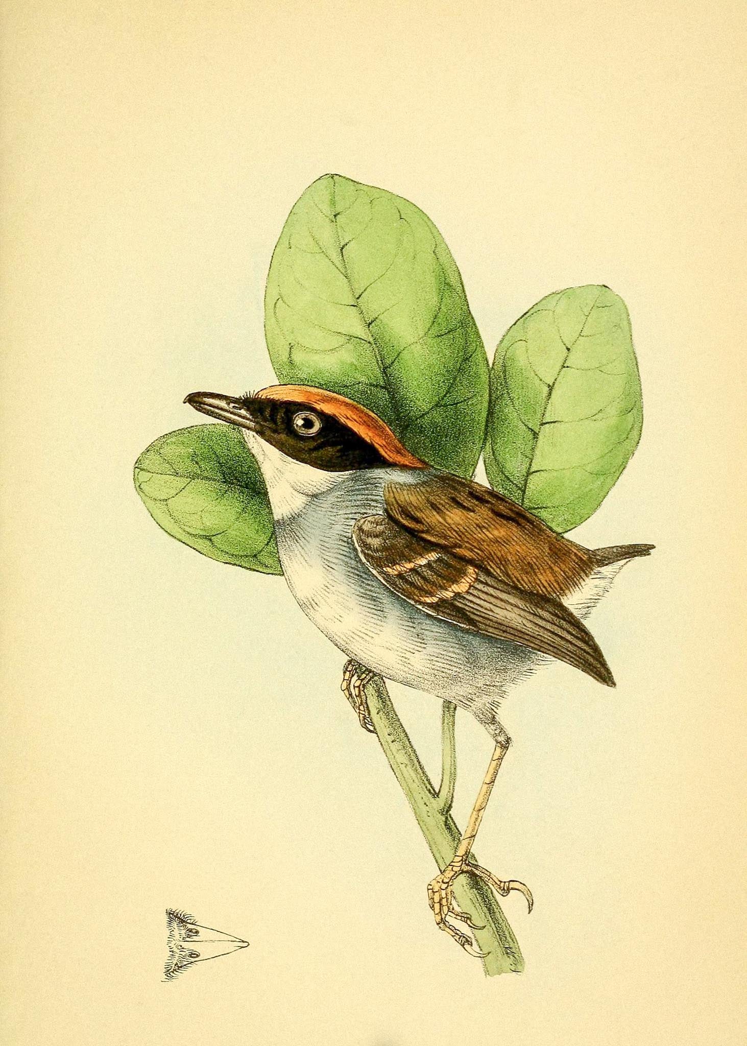 Rufous Crowned Flatbill Male