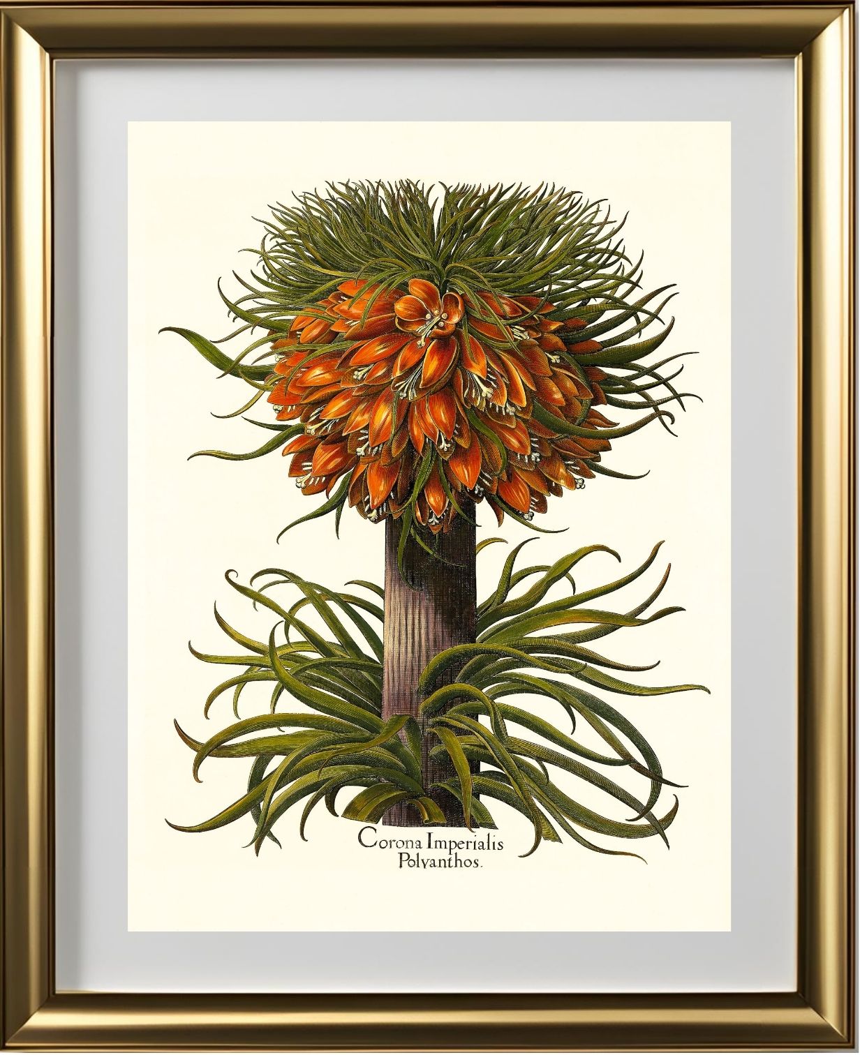 Multiflorous crown-imperial fritillary