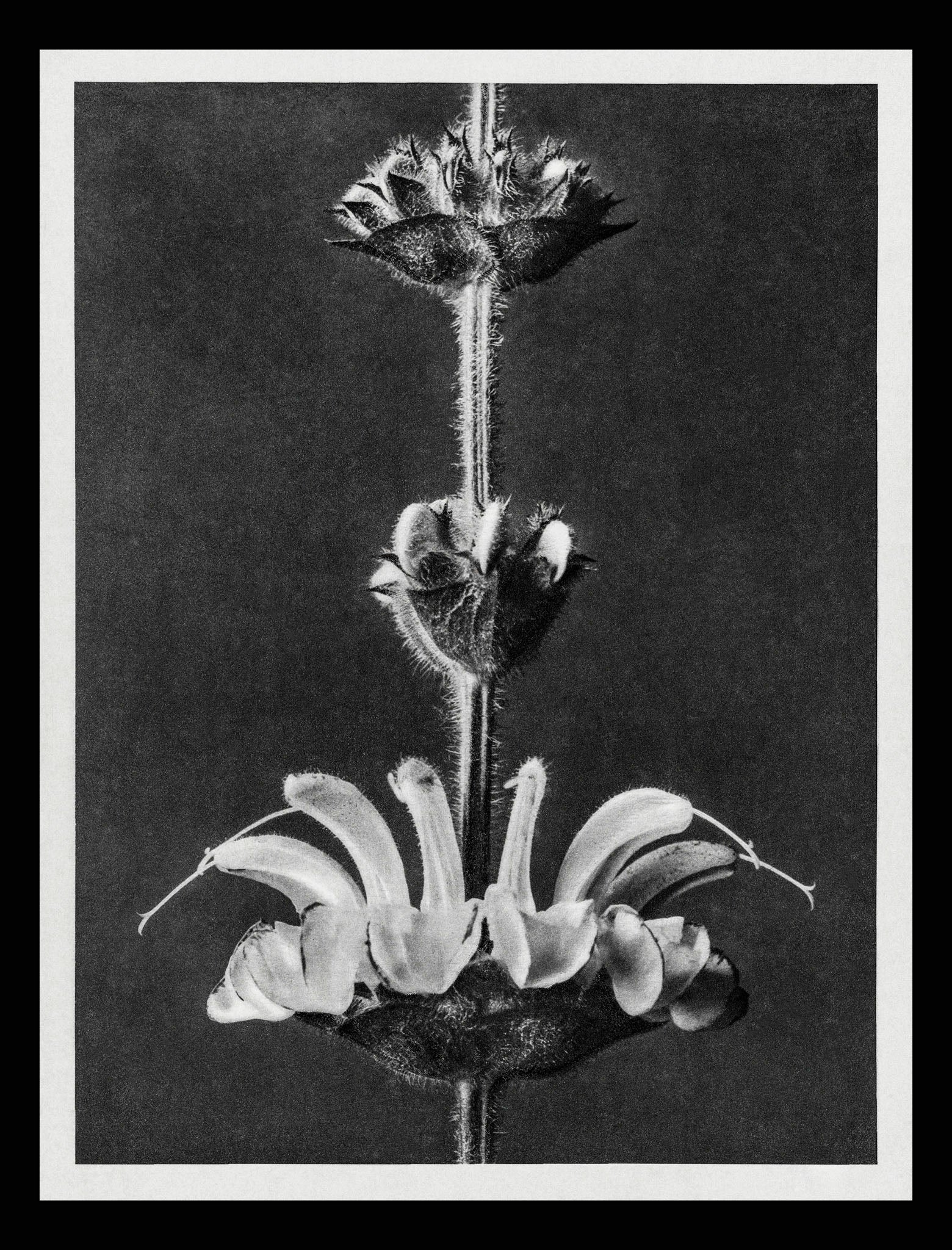 Salvia argentea (Silver Sage)