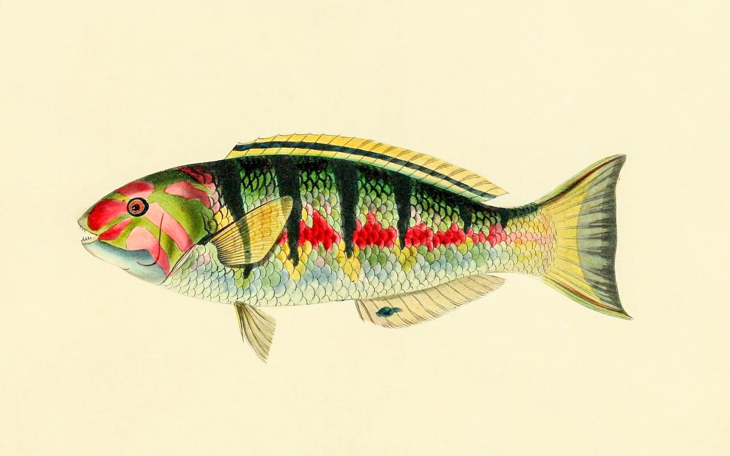 Sparus Hardwicke