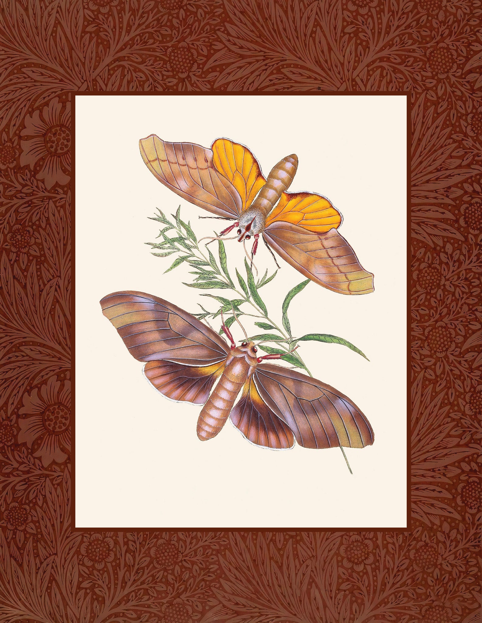 Sphinx auftralafioe; Sphinx triangularis