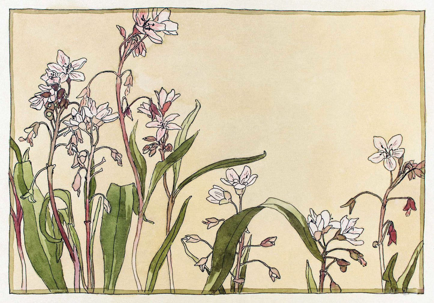 Spring Beauty