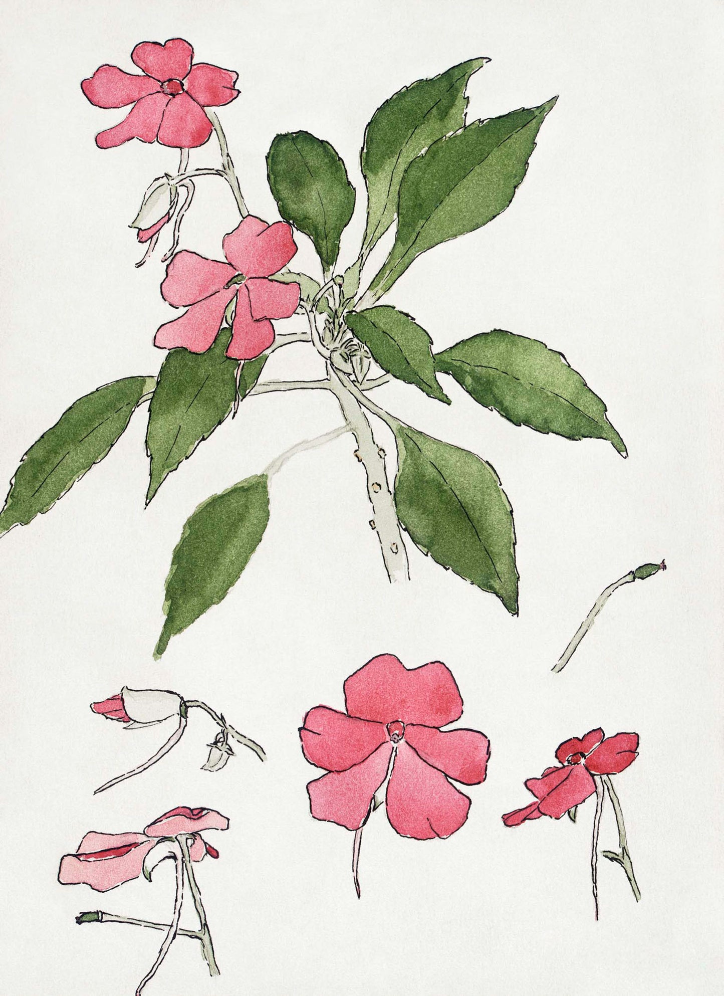 Sultana