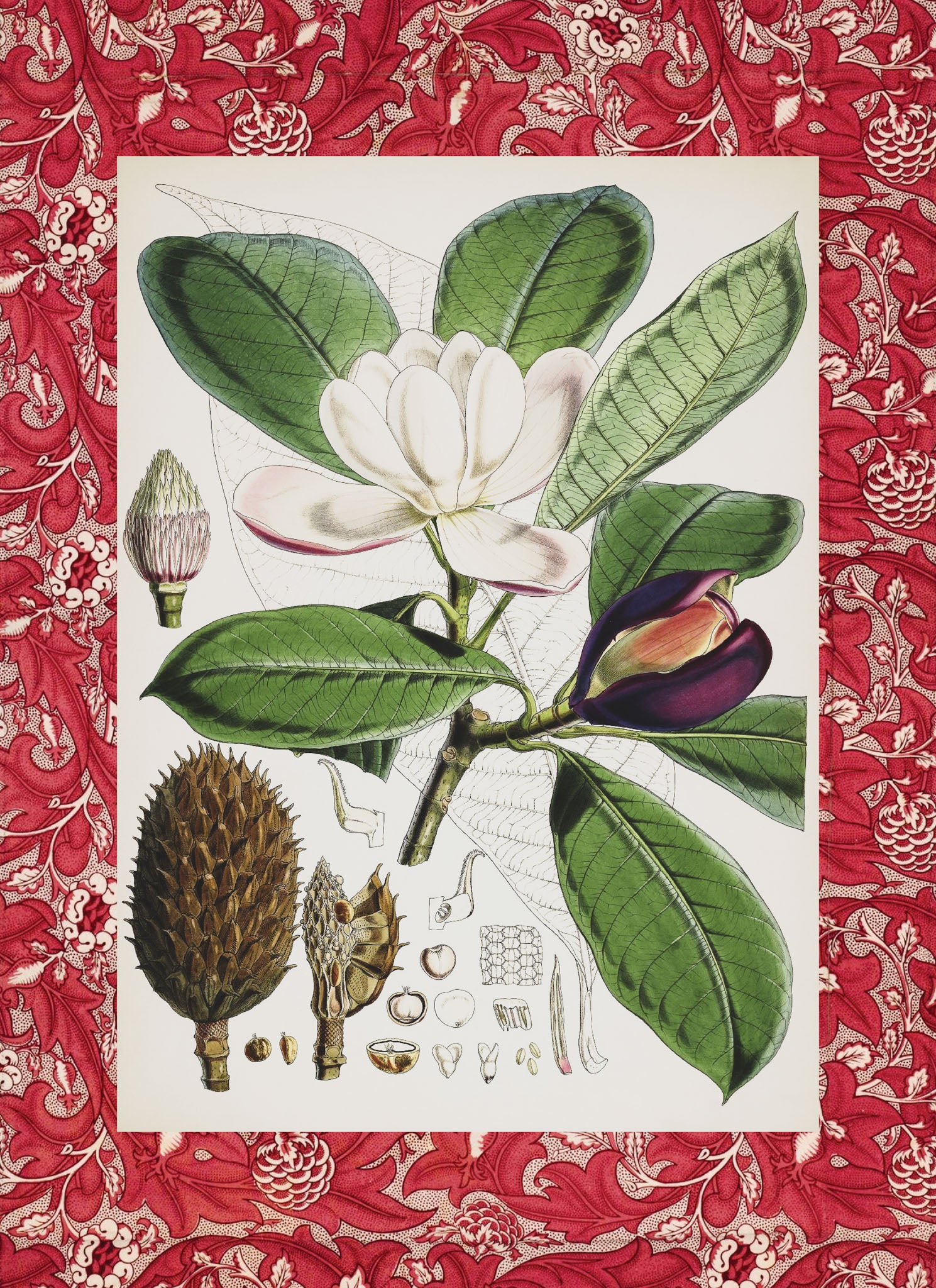 Talauma Hodgsoni