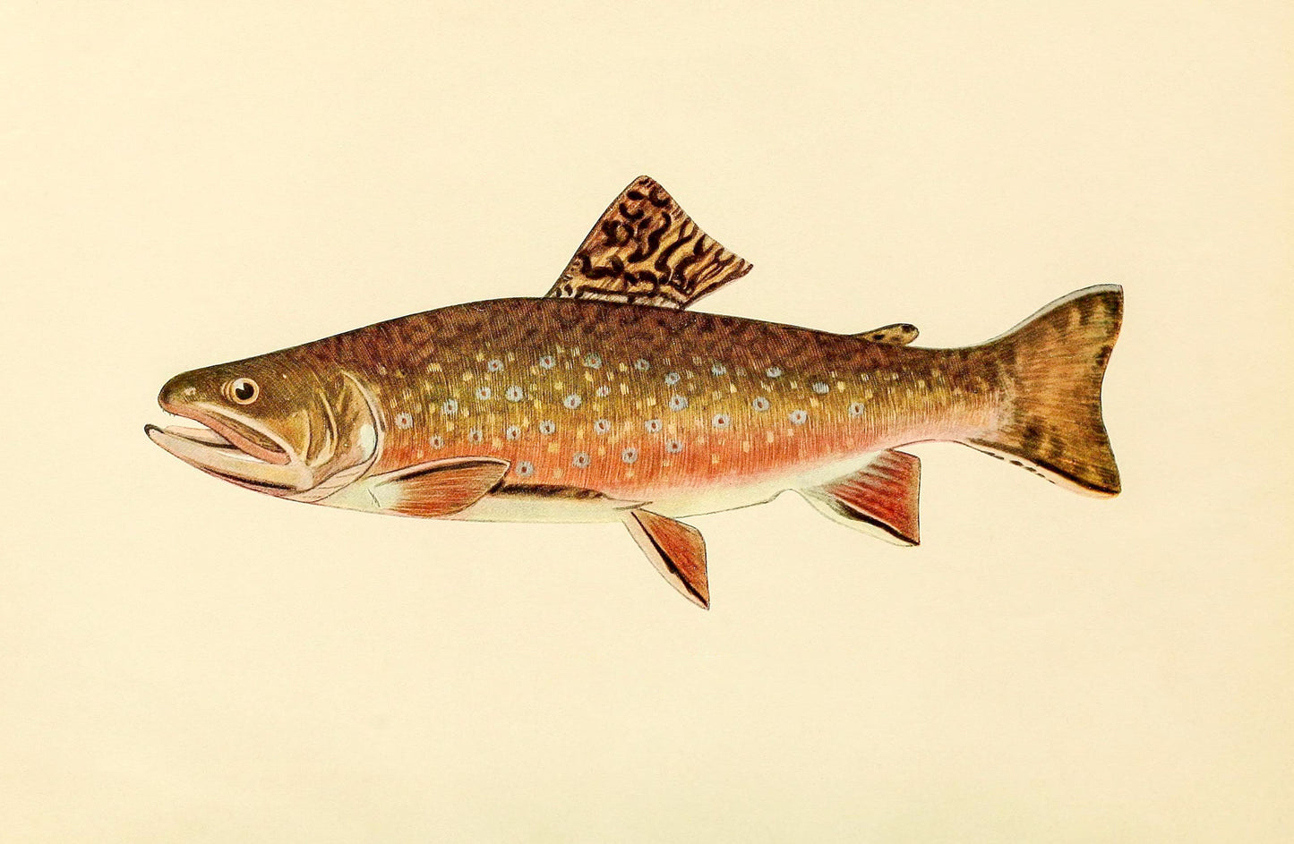 The Brook Trout (Adult Male) Salvelinus-Fontinalis