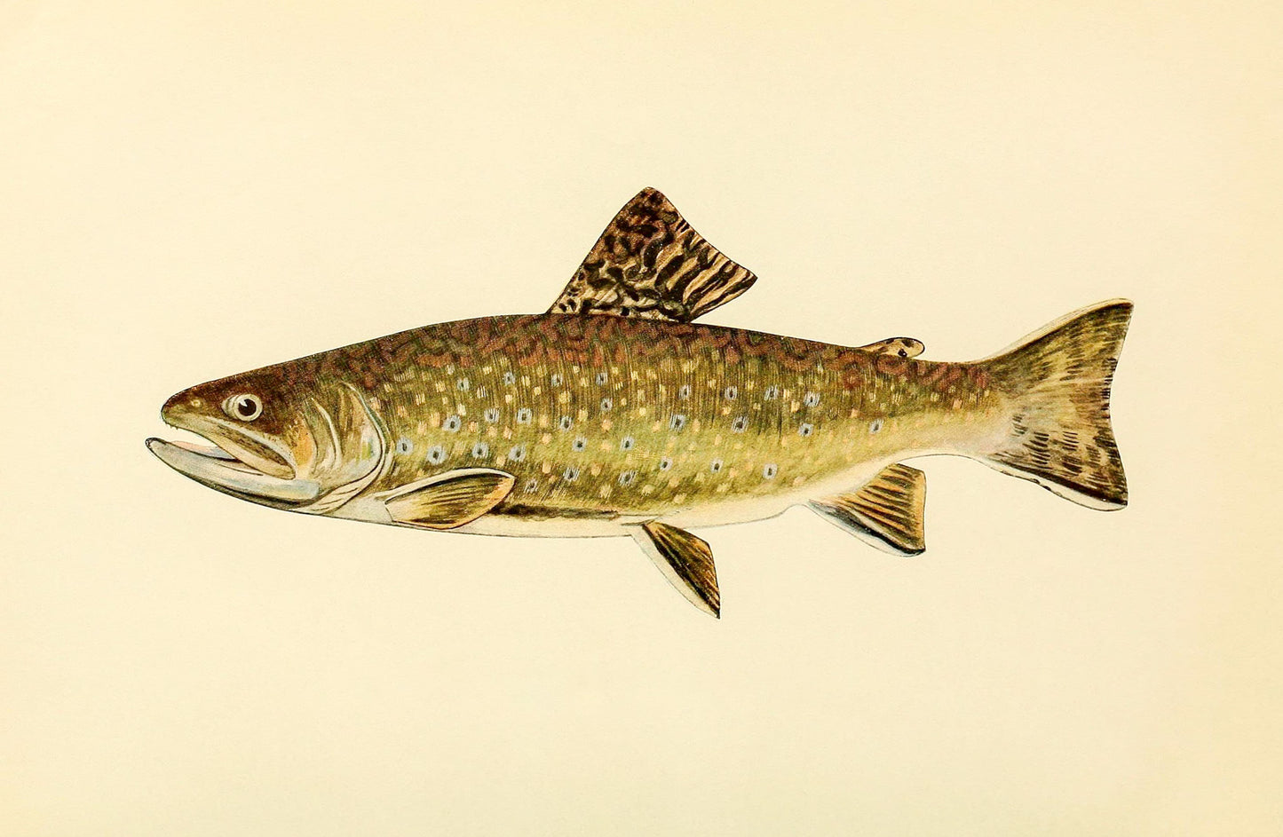 The Brook Trout (Adult Male) Salvelinus-Fontinalis (early spring coloration)