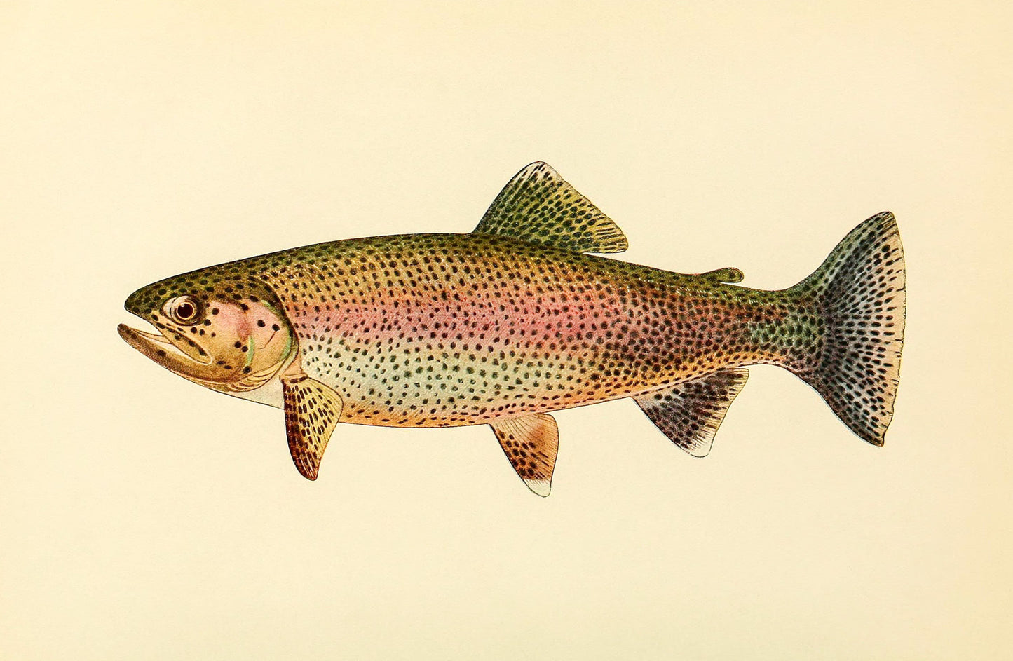 The Golden Trout (Adult Male) Salmo-Gilberti