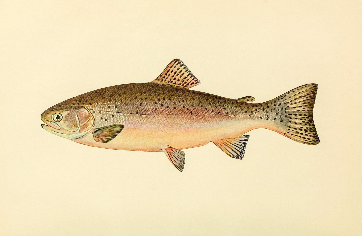 The Rainbow Trout (Adult Male) Salmo-Irideus
