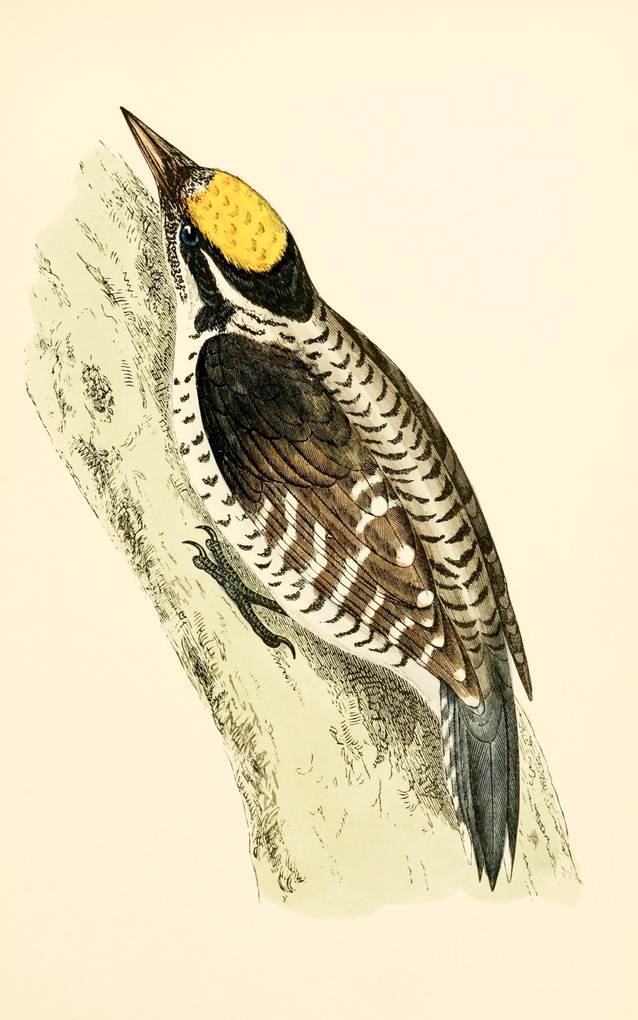 Three-Toed Woodpecker