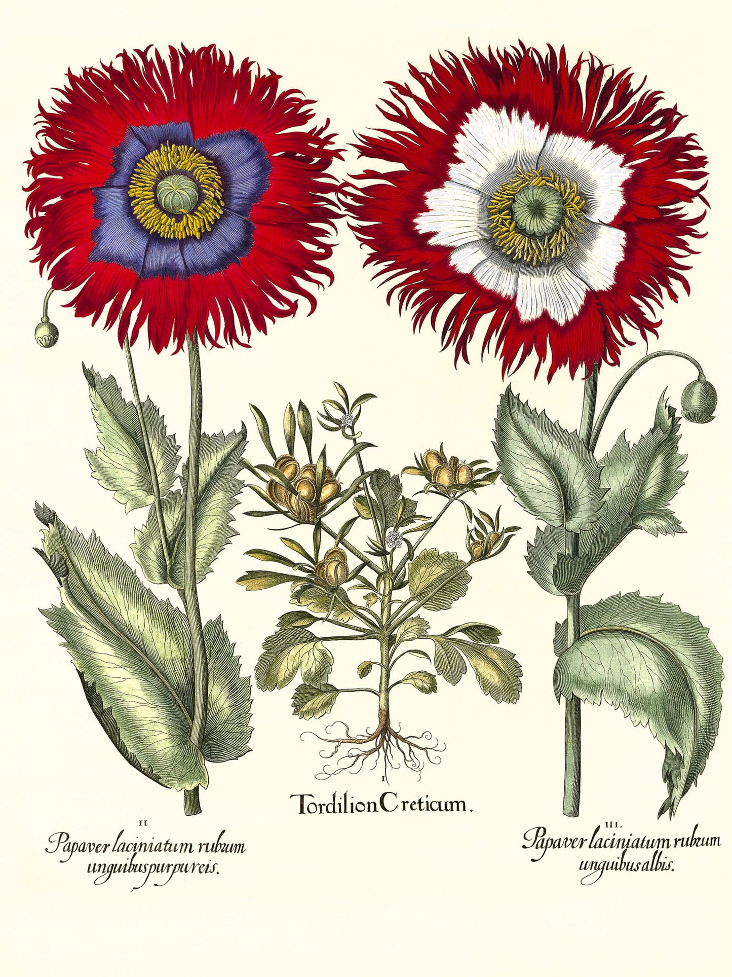 Tordylium Eyed garden poppy with fringed petals