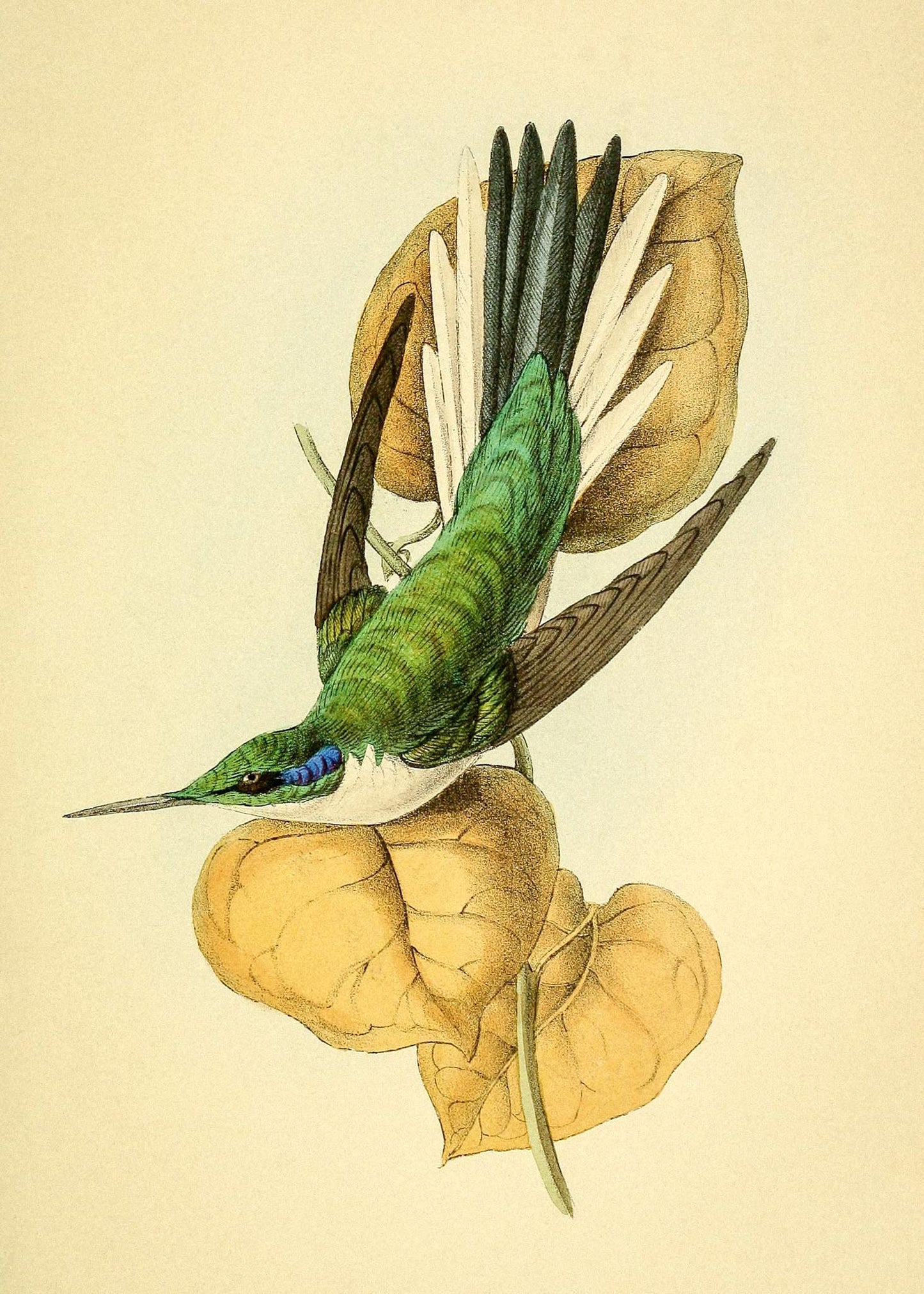 Violet Eared Hummingbird