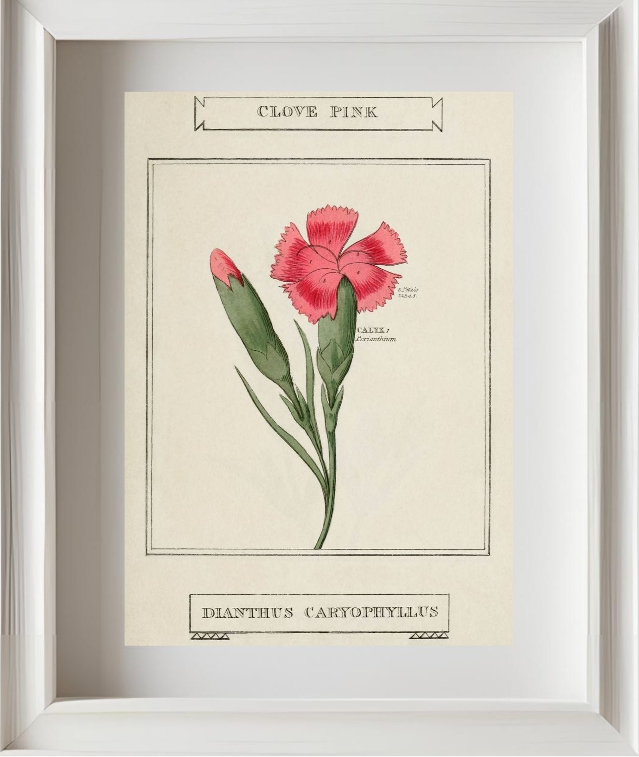 Clove Pink