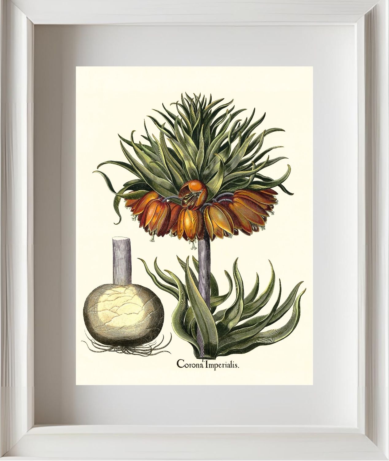 Crown-imperial fritillary