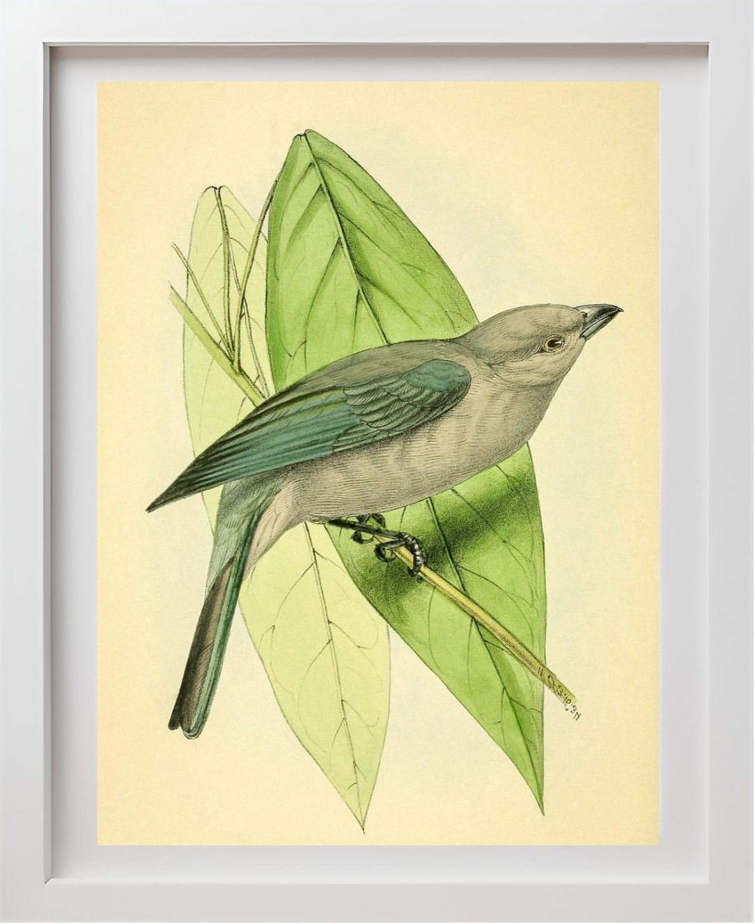 Blue-Grey Tanager