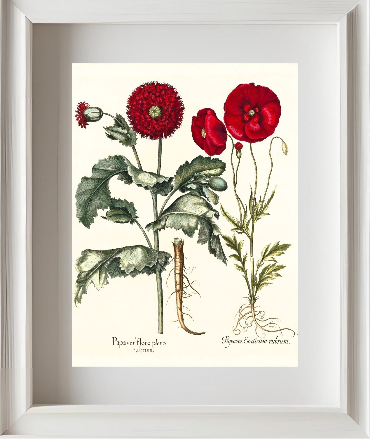 Double-flowered red garden poppy, Corn poppy
