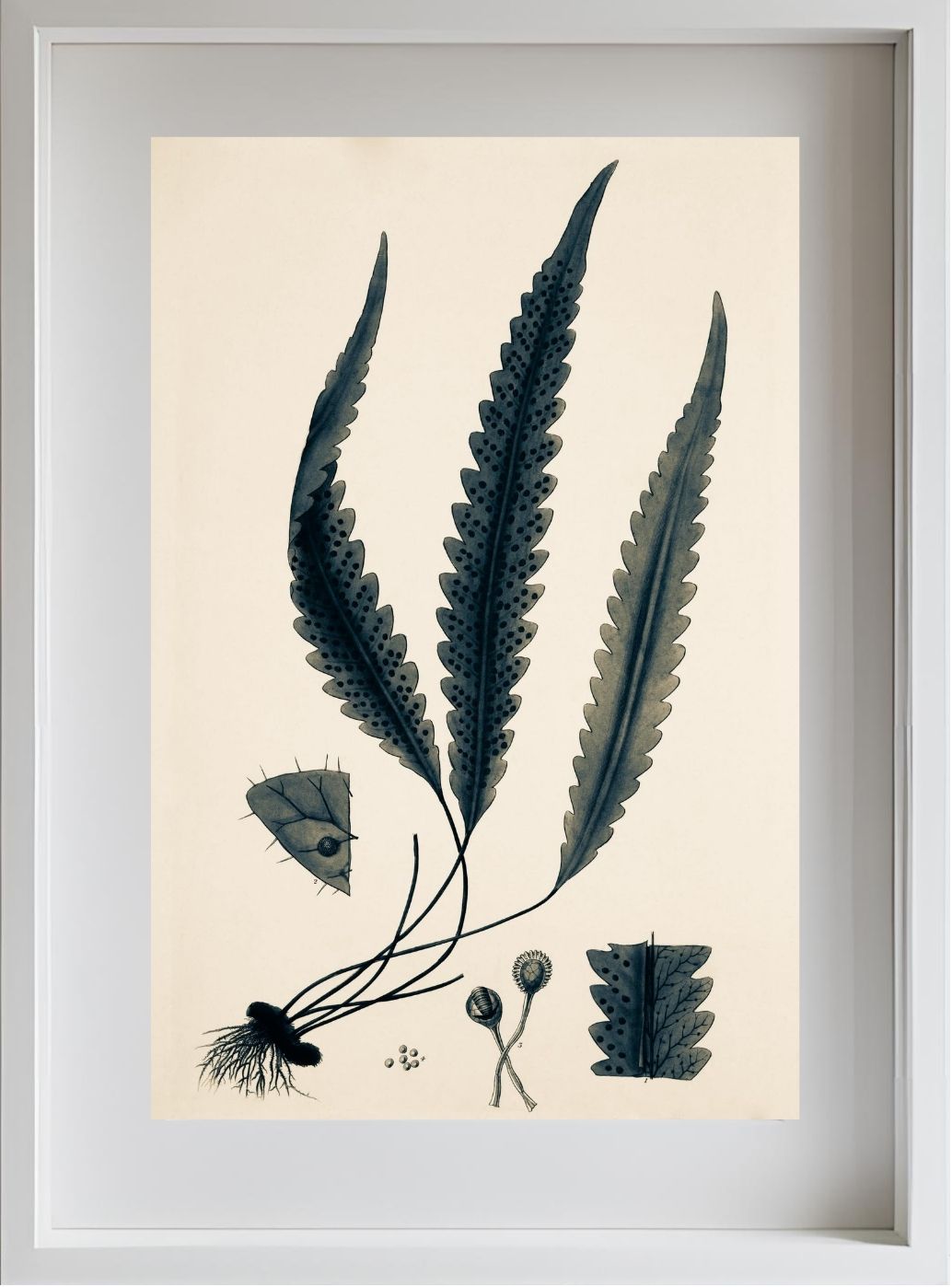 Polypodium Scolopendrioides