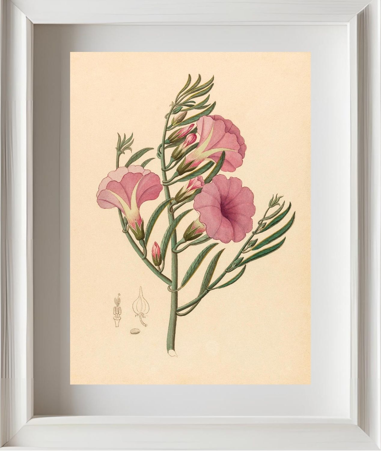 Convolvulus (Ipomoea Oenotheroides)