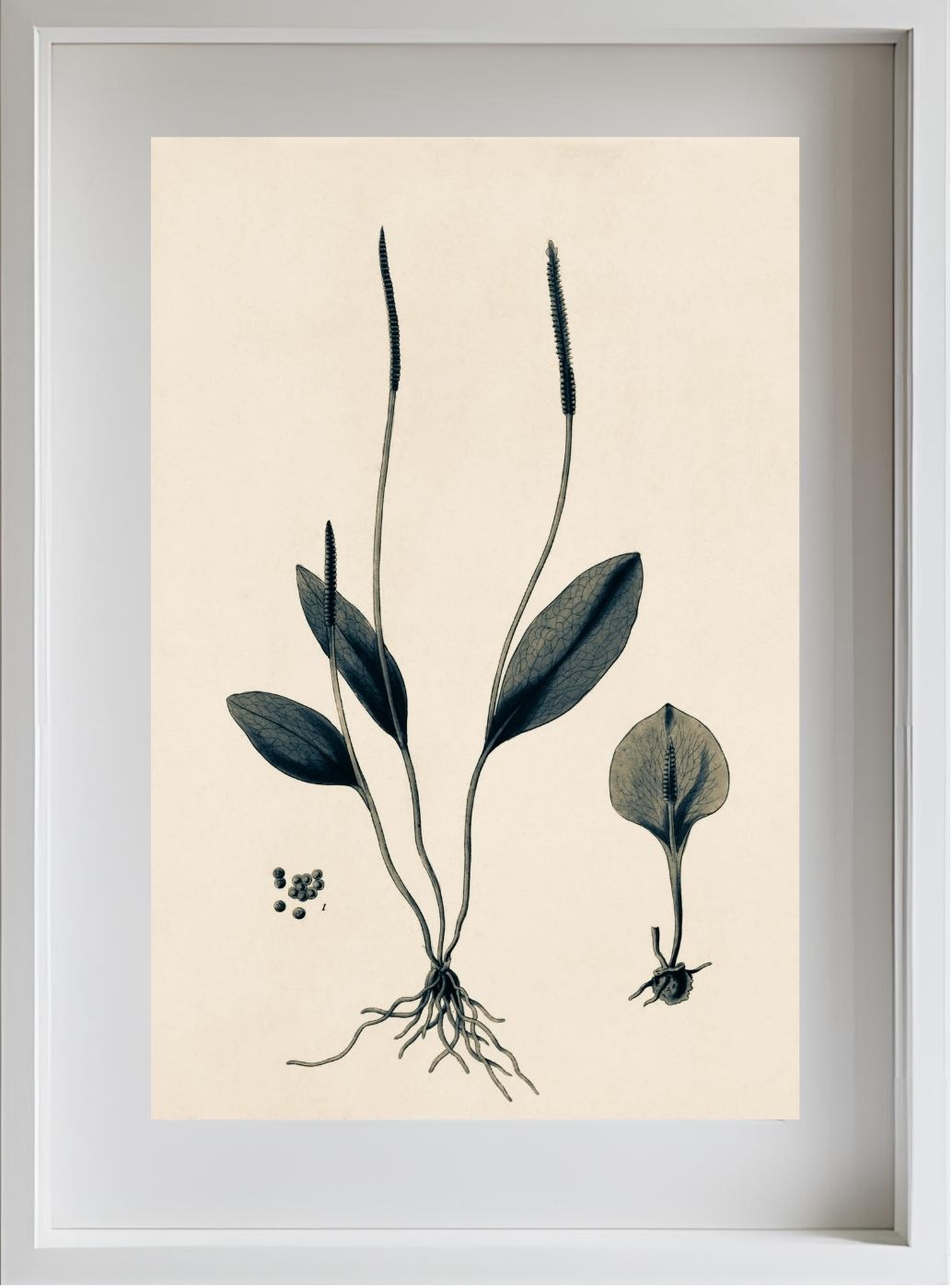 Ophioglossum Ellipticum