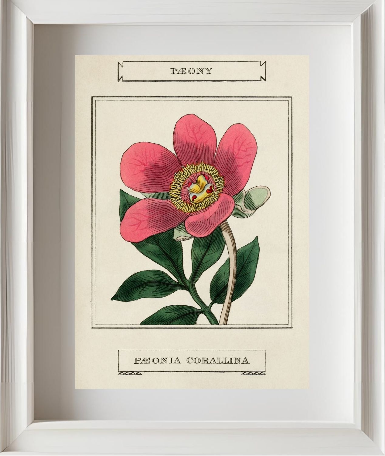 Paeony