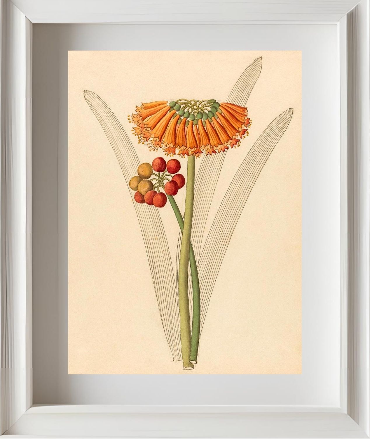 Cyrtanthus (Clivia Nobilis)