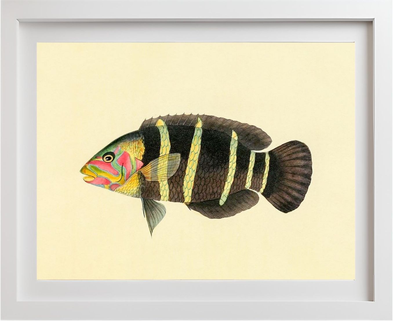 Scarus Quinque-Fasciatus