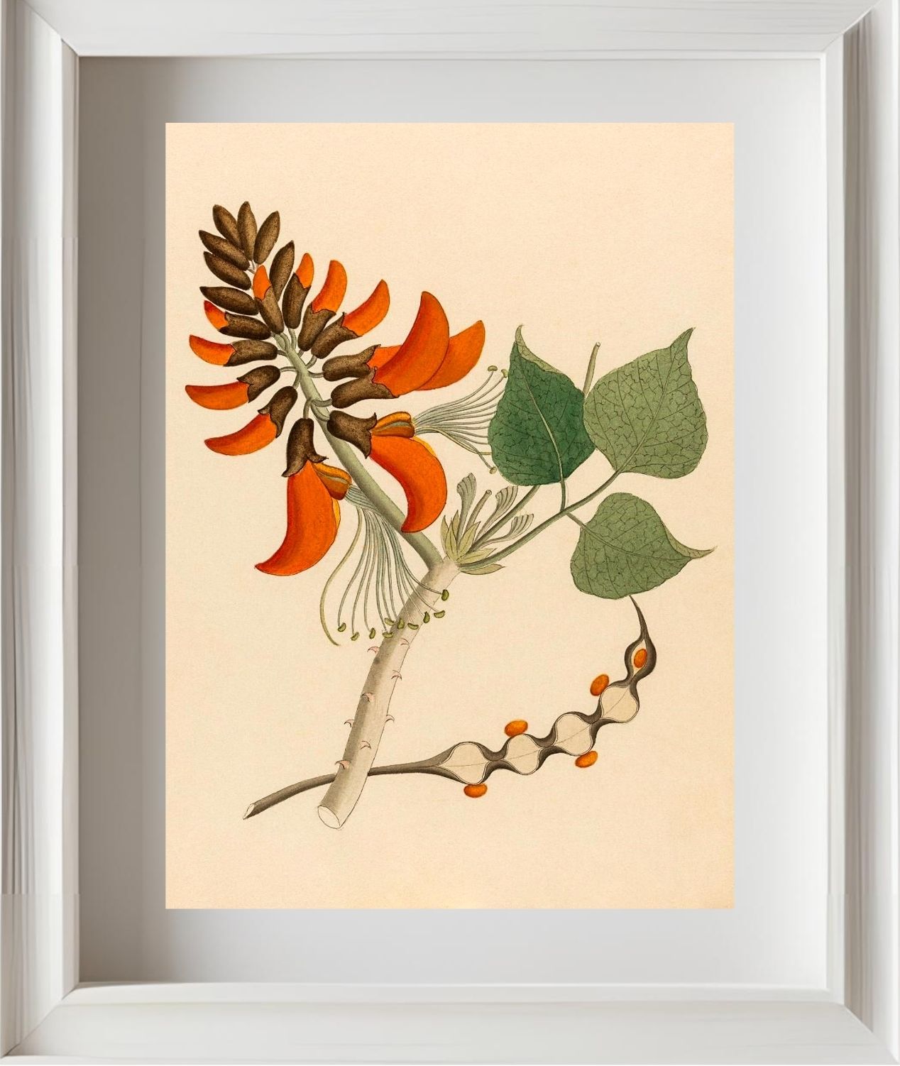 Erythrina Caffra