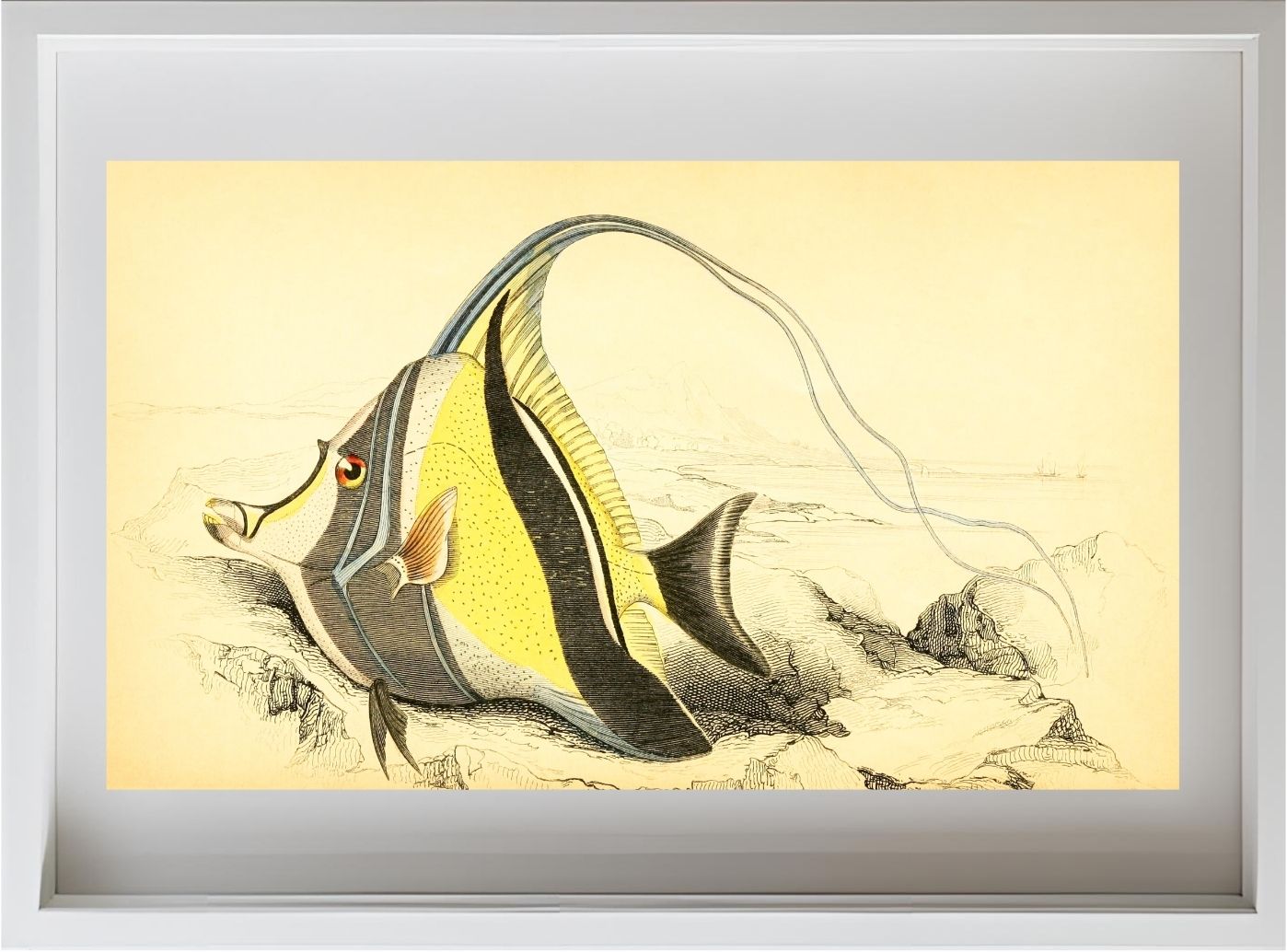 Horned Zanclus or Chaetodon