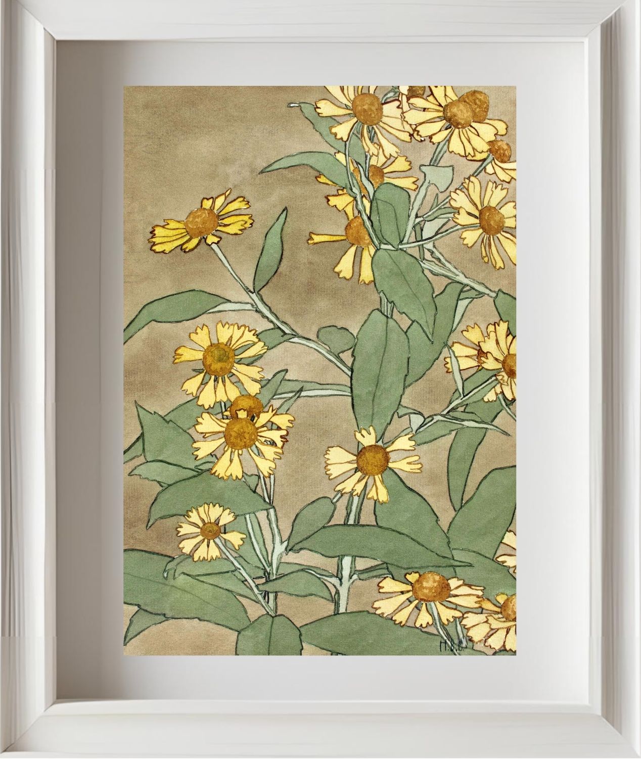 Daisies with Orange Centre and Yellow Petals