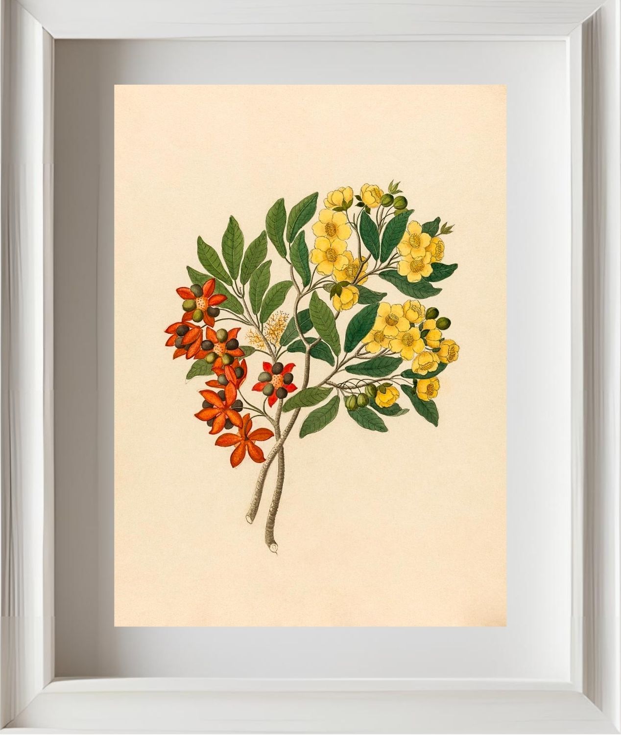 Icosandria Monog. (Ochna Arborea)