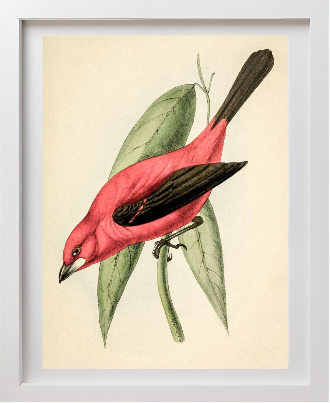 Crimson Tanager