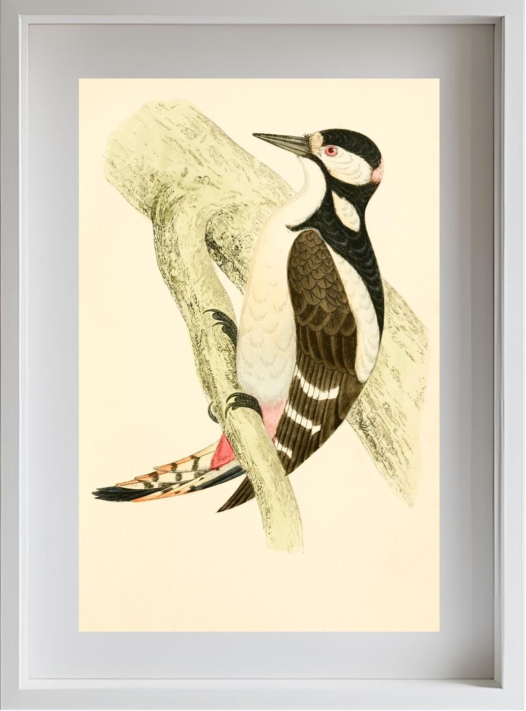 Great Spotted Woodpecker