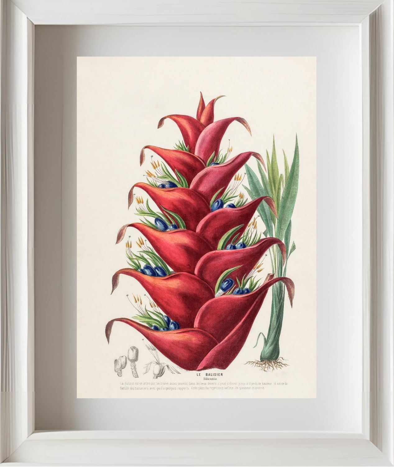 Le Balisier (Hiliconia)