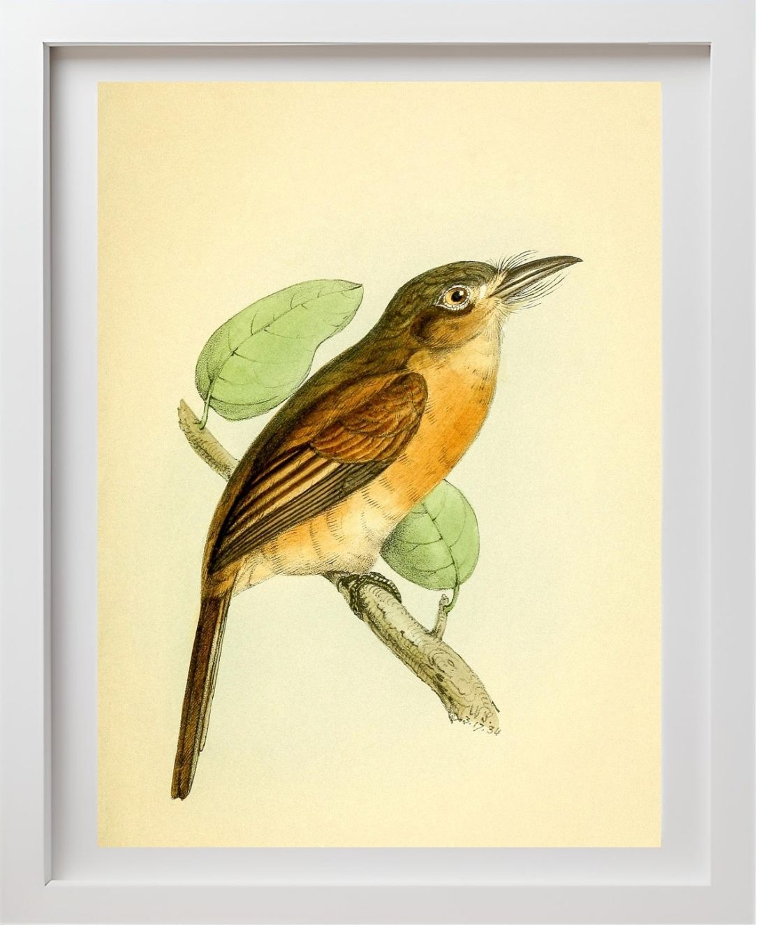 Red-breasted Puff Bird