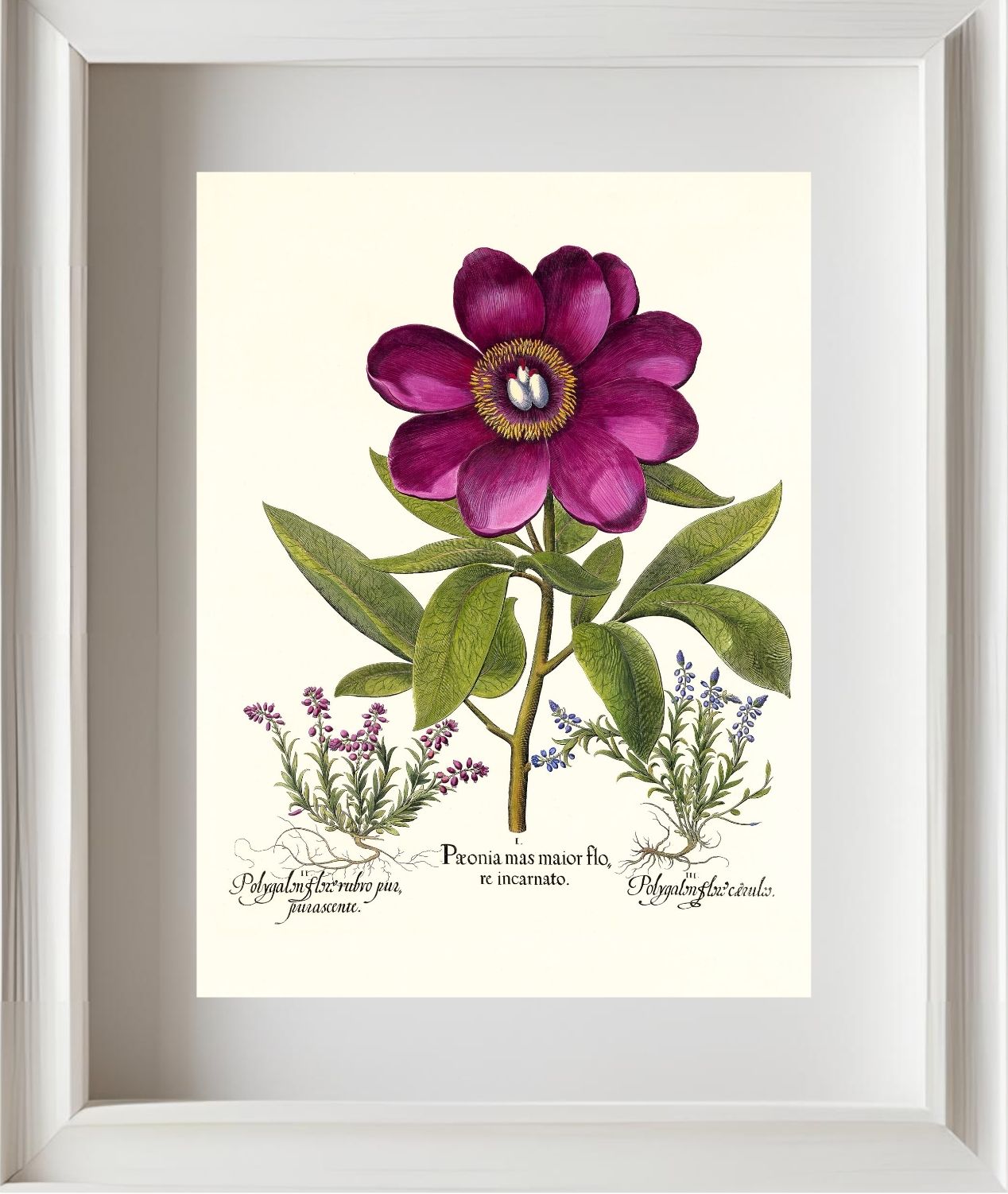 Large crimson corallina peony, Common milkwort