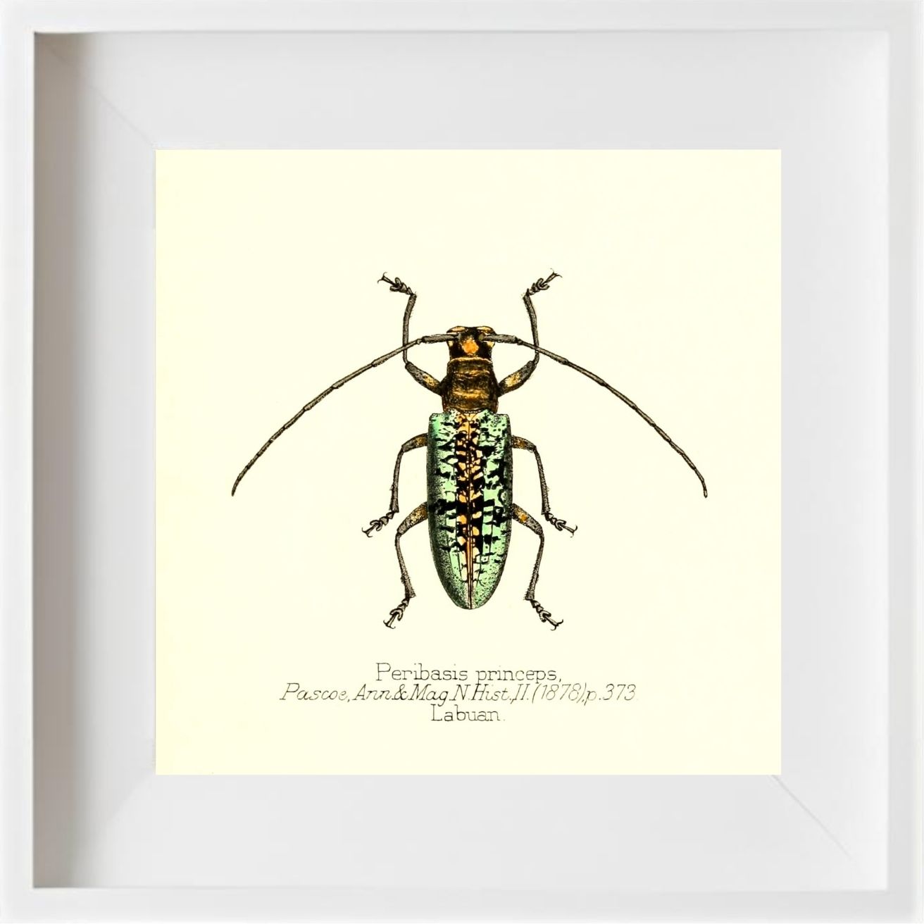 Peribasis Princeps