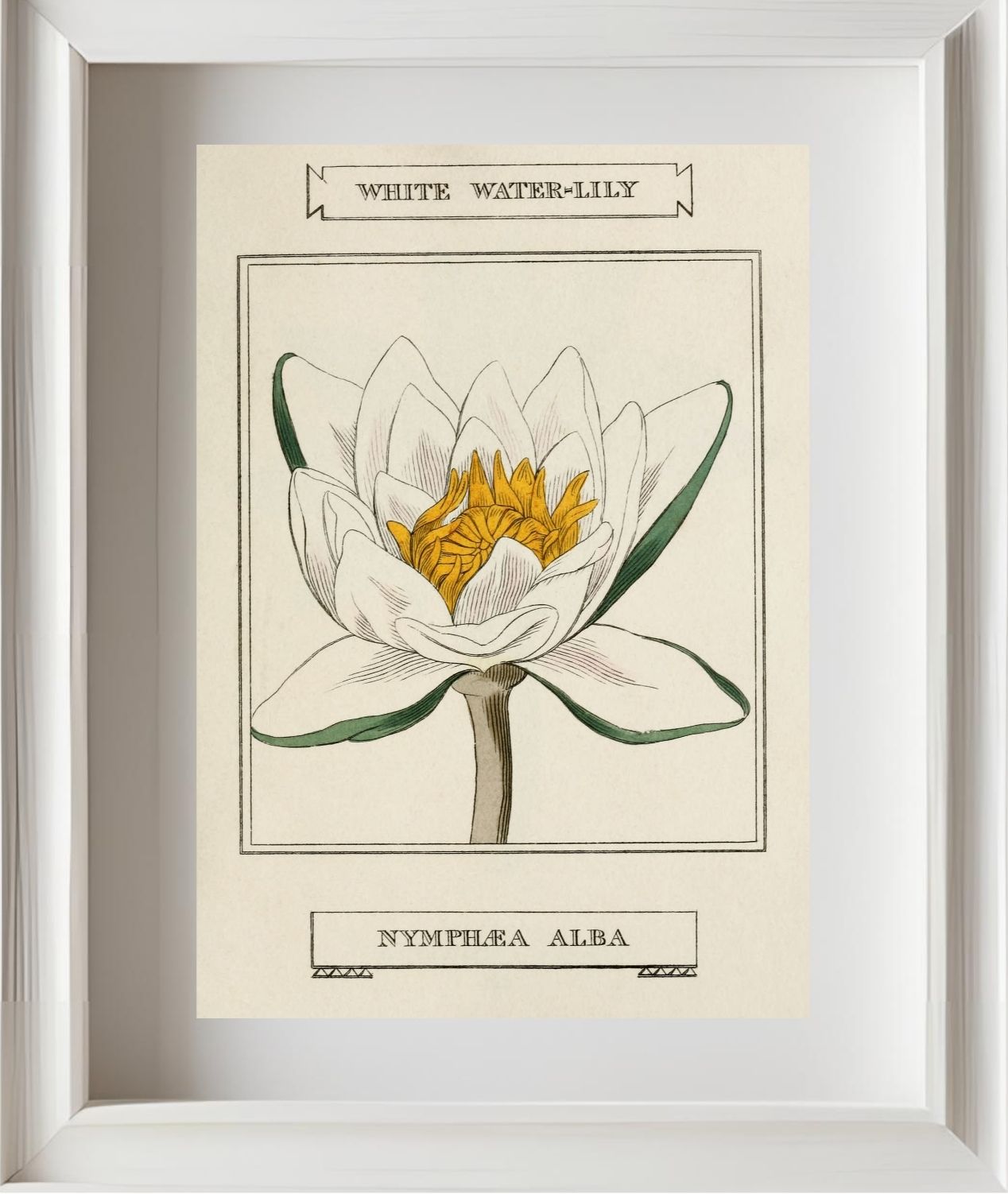 White Water-Lily