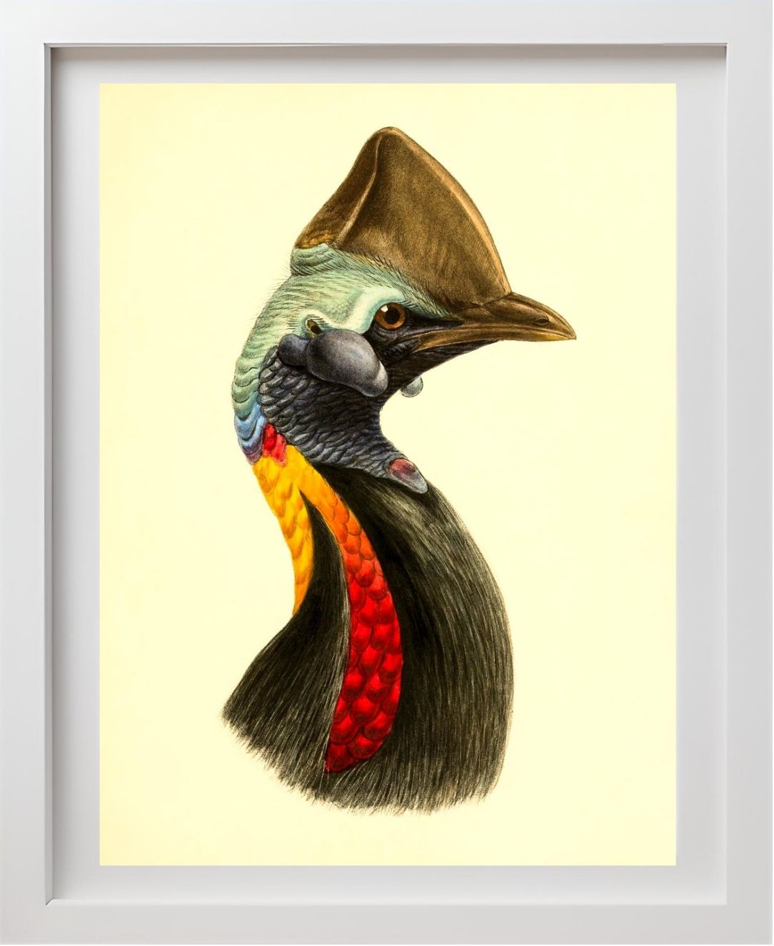 Casuarius Philipi