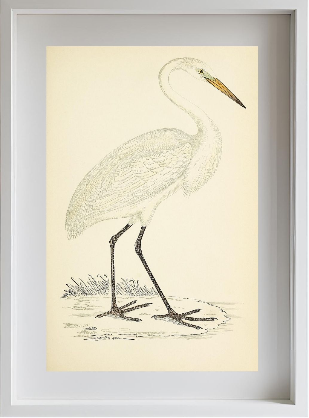 Great White Heron
