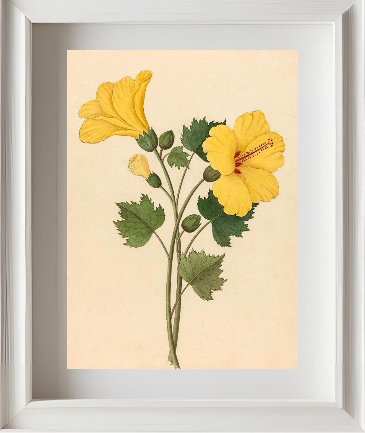 Hibiscus (Hibiscus Calyphyllus)