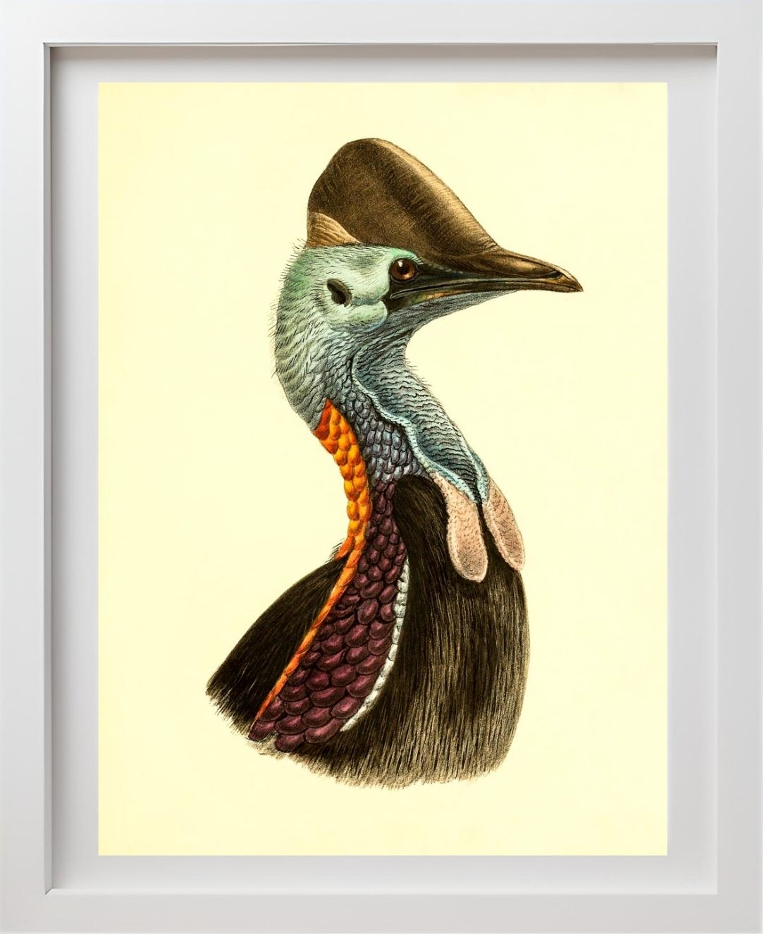 Casuarius Casuarius Violicollis