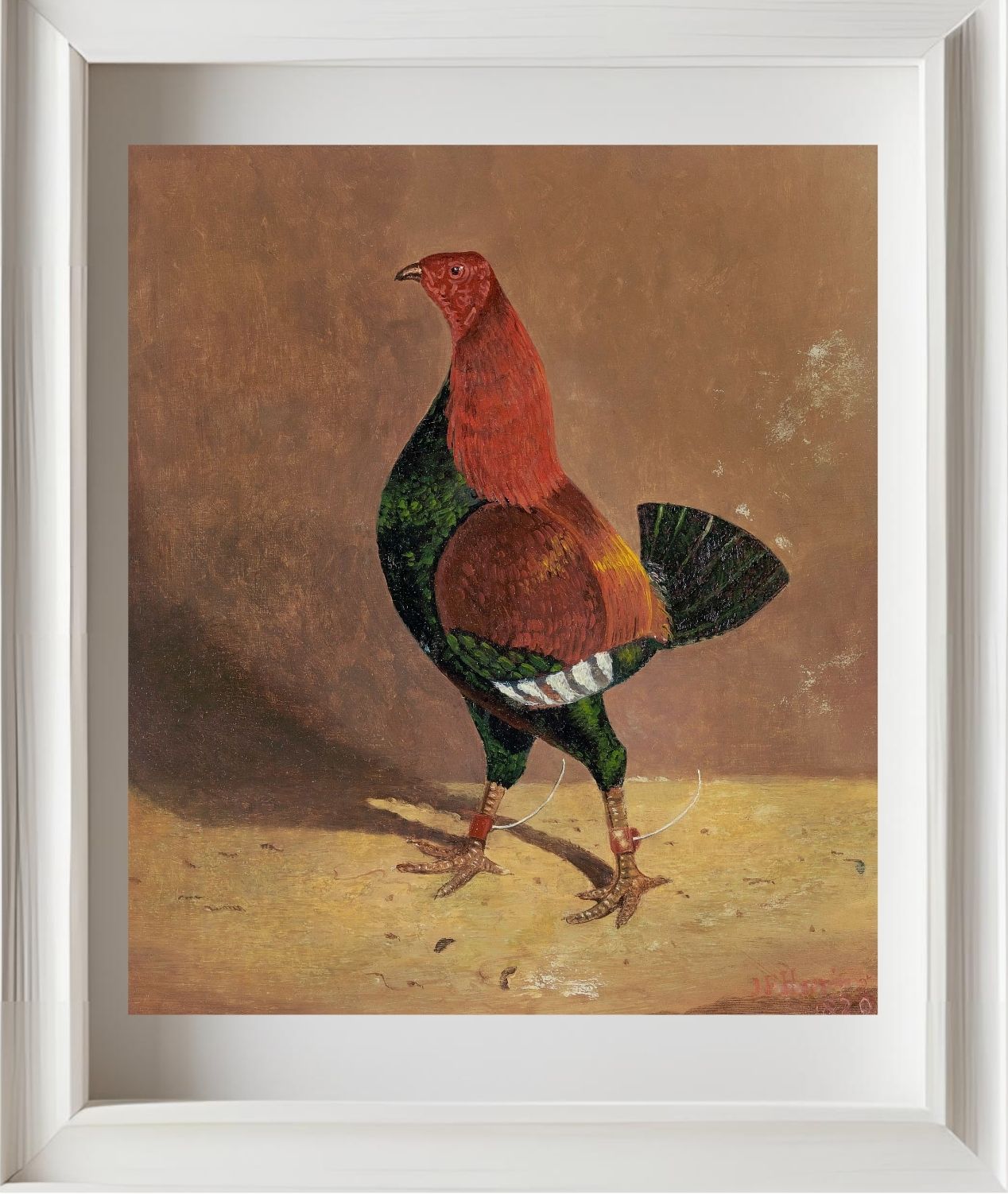 Fighting Cock (2)