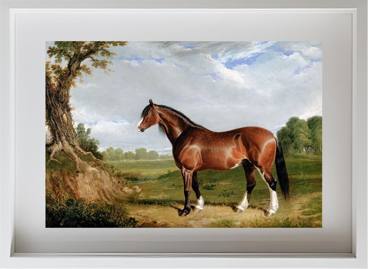 A Clydesdale Stallion