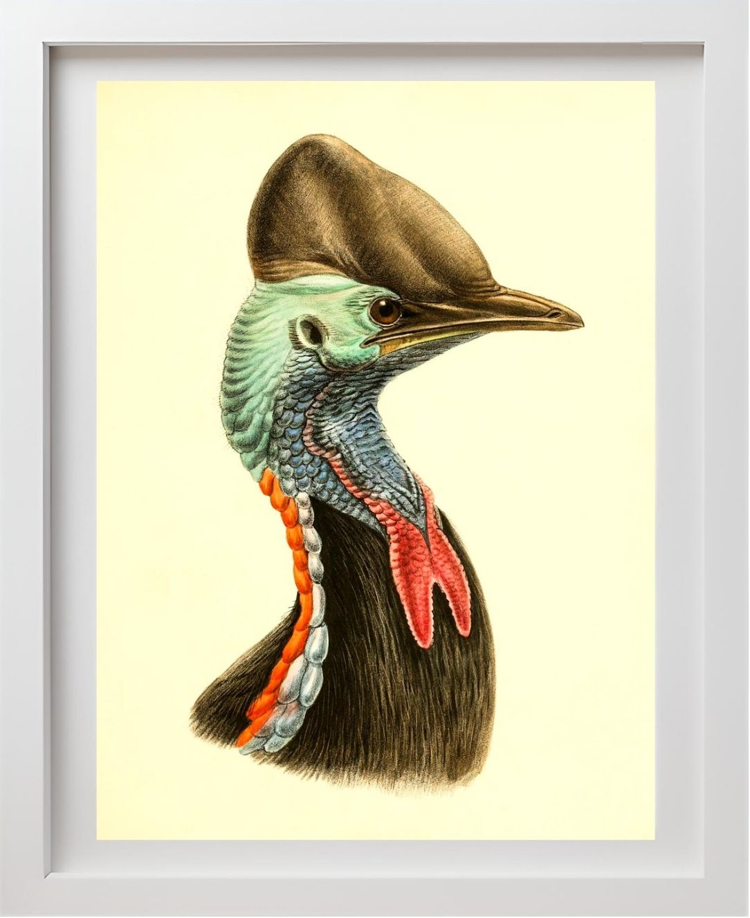 Casuarius Casuarius Beccarii
