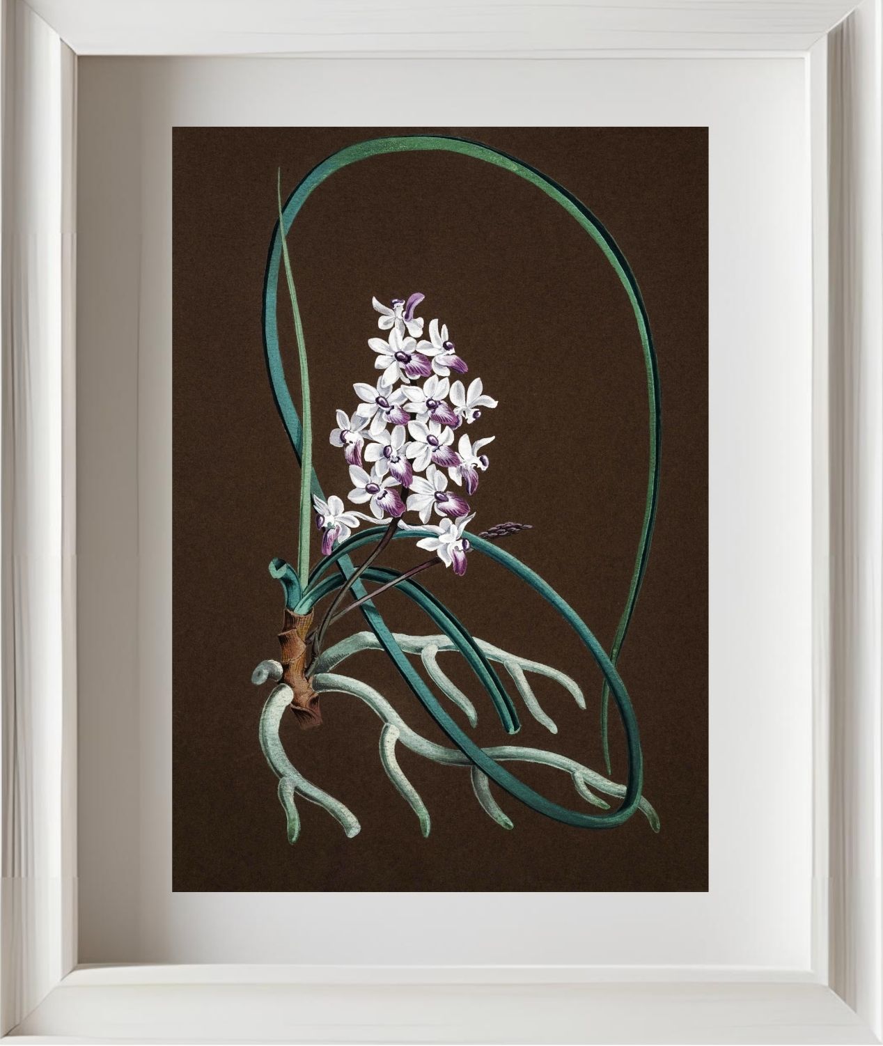 Aerides Mitratum