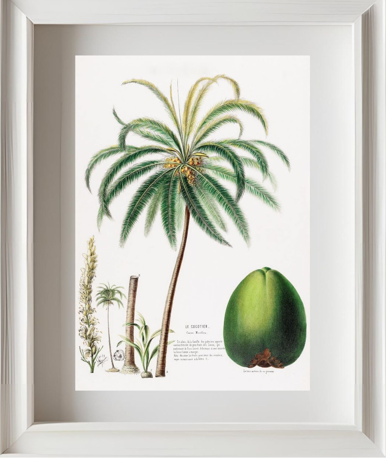 Le Cocotier (Cocos Mucifera)