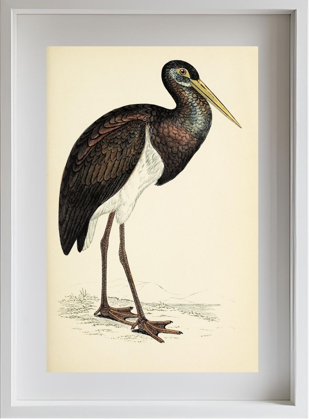 Black Stork